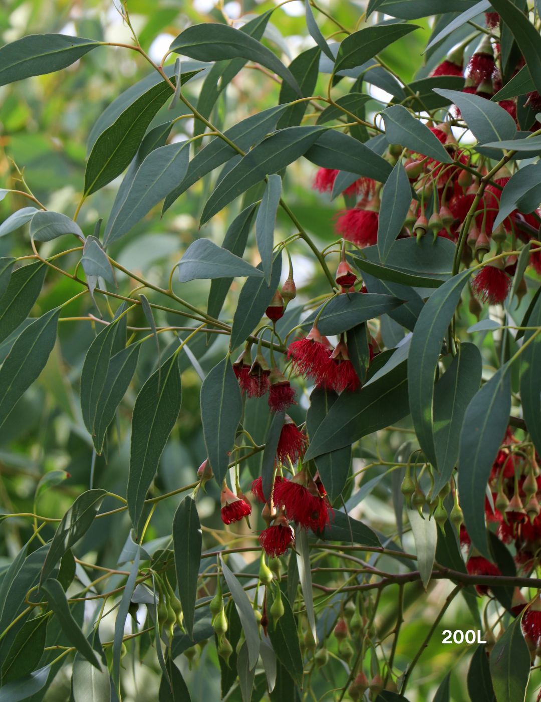 Eucalyptus leucoxylon 'Rosea' (Pink Flowering Yellow Gum) - Evergreen Trees Direct