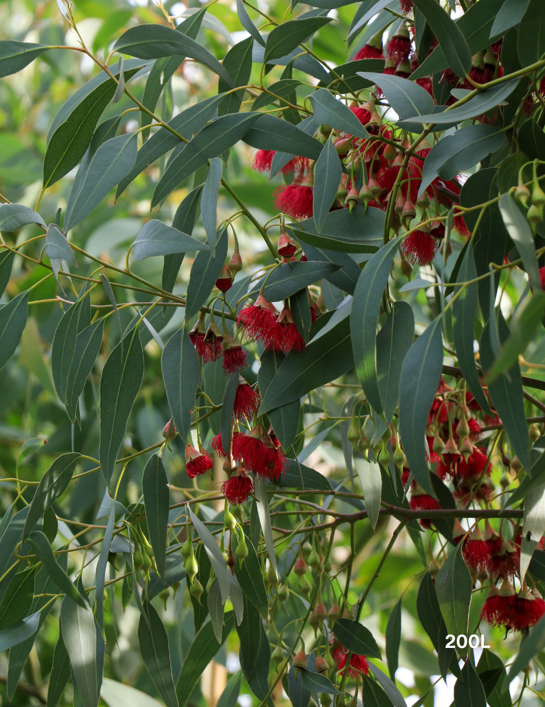 Eucalyptus leucoxylon 'Rosea' (Pink Flowering Yellow Gum) - Evergreen Trees Direct