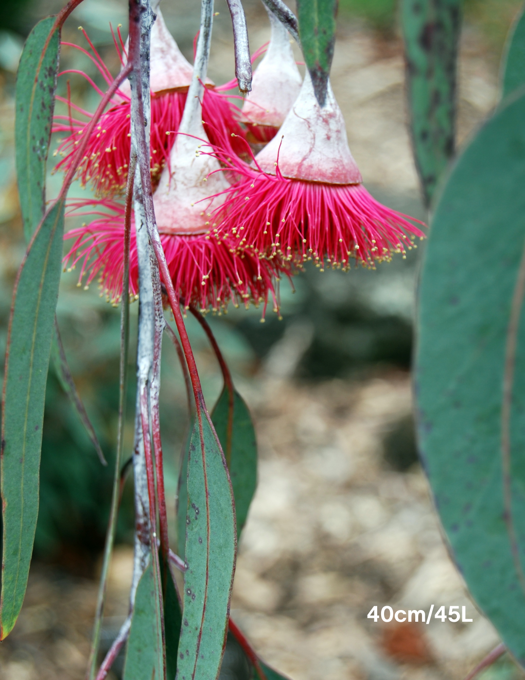 Eucalyptus caesia 'Silver Princess' - Evergreen Trees Direct