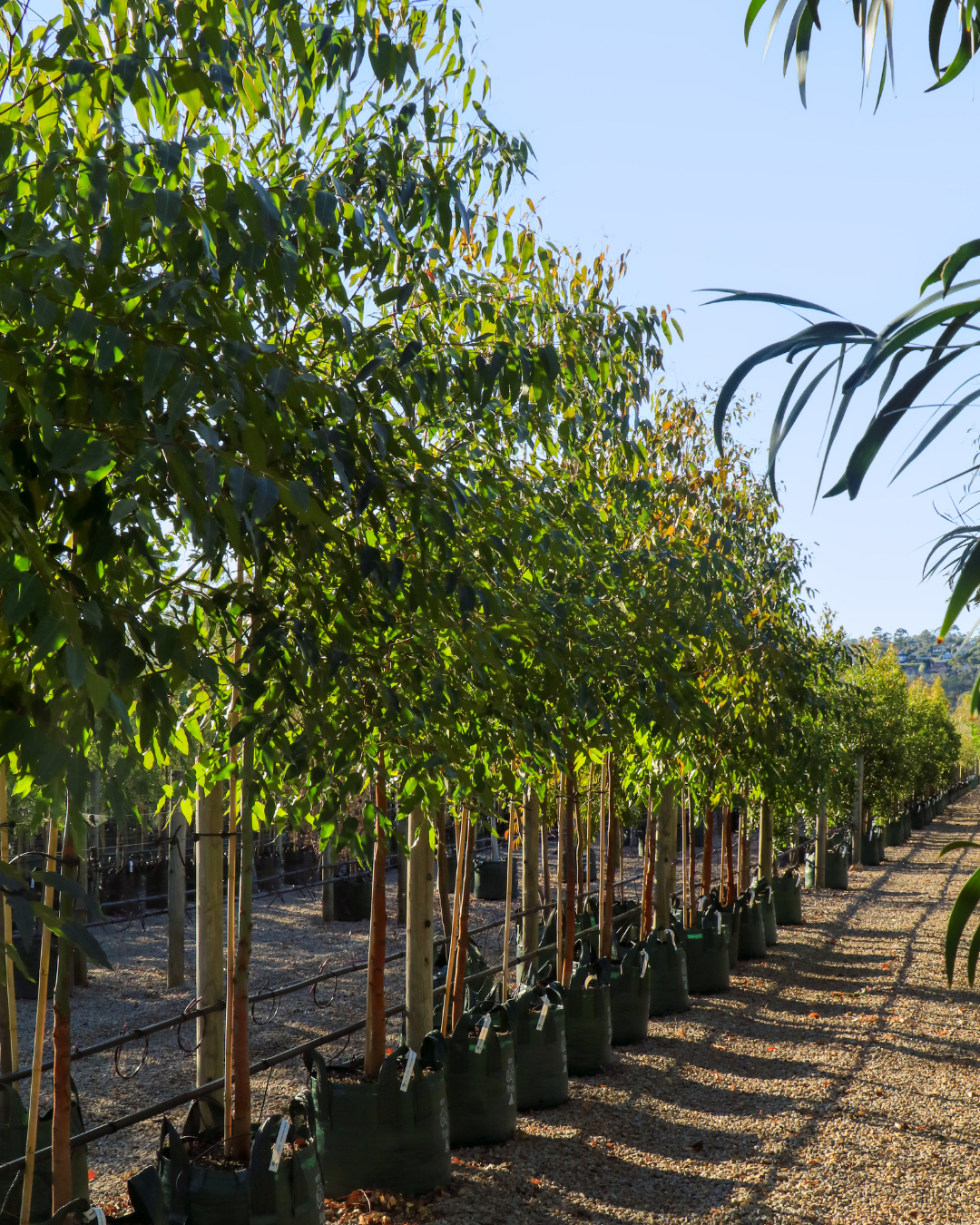 Eucalyptus Grandis - Flooded Gum