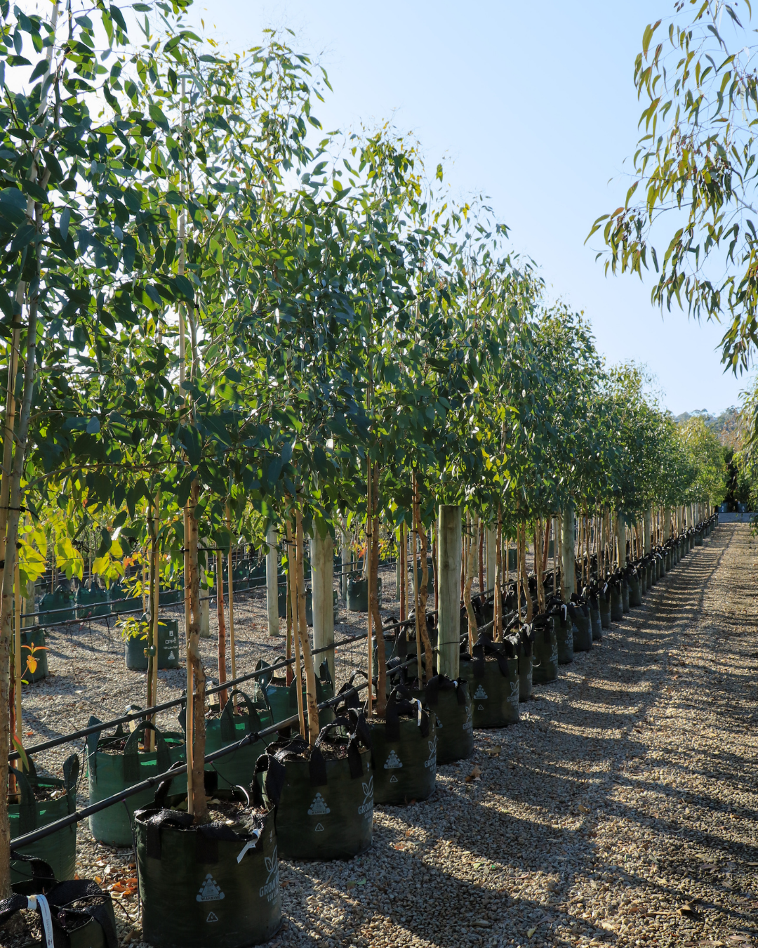 Eucalyptus Microcarpa - Grey Box