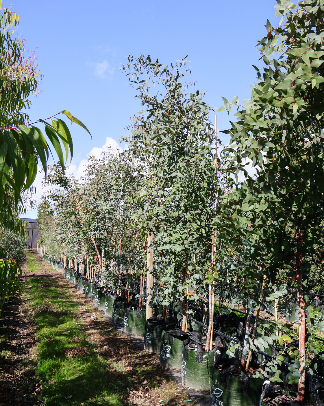 Eucalyptus 'Silver Shadow'
