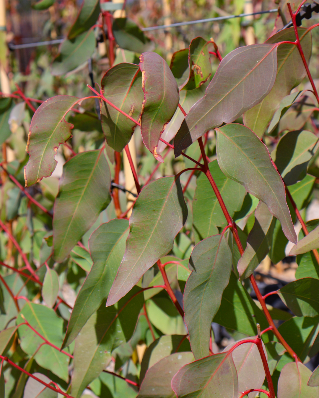 Eucalyptus Teriticornis