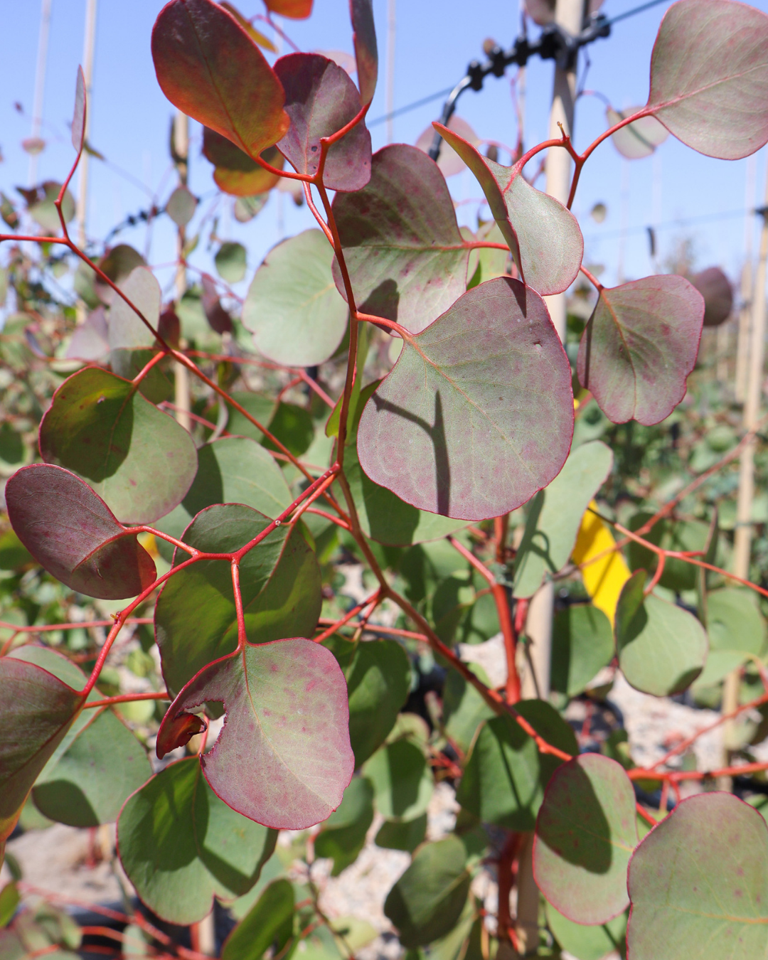 Eucalyptus baueriana