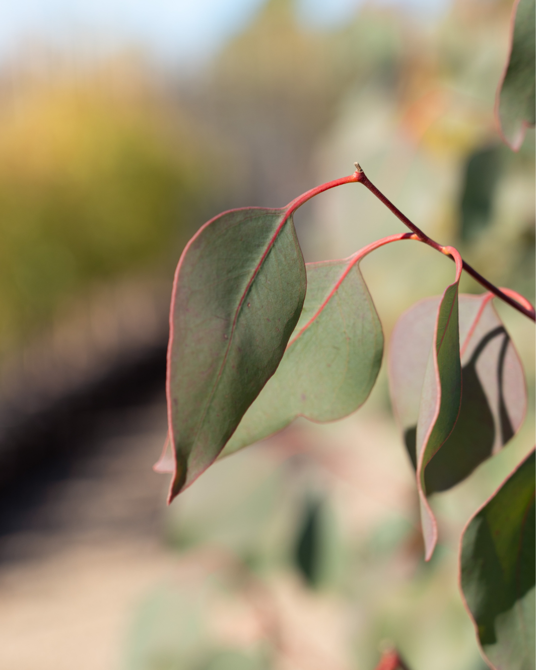 Eucalyptus blakelyi