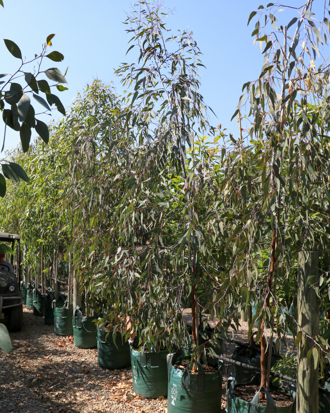 Eucalyptus caesia 'Silver Princess'
