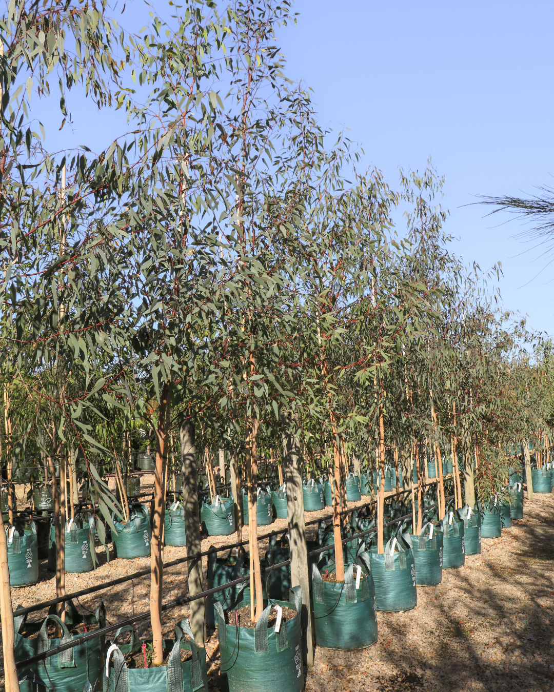 Eucalyptus camaldulensis - River Red Gum