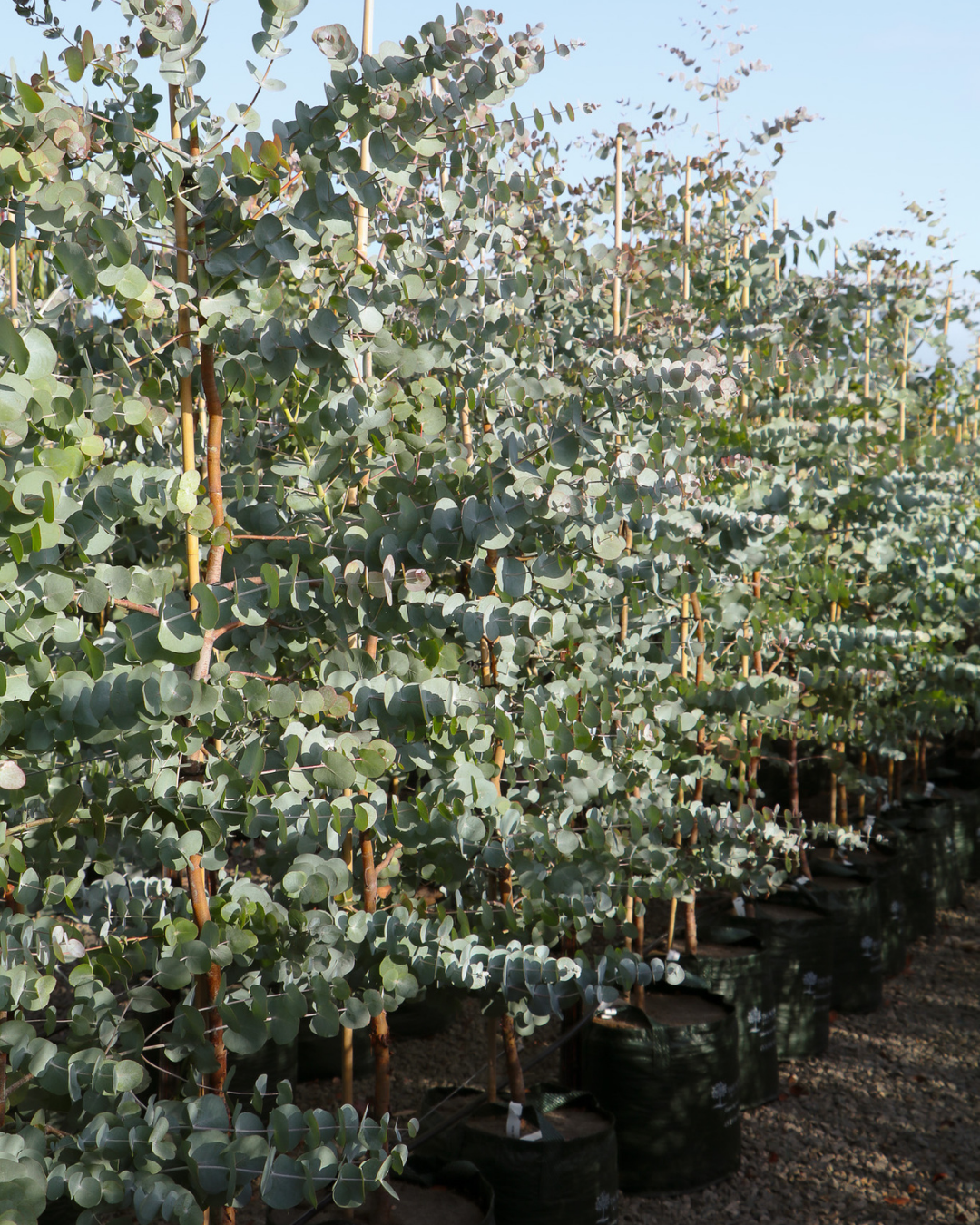 Eucalyptus cinerea Silver Dollar Gum