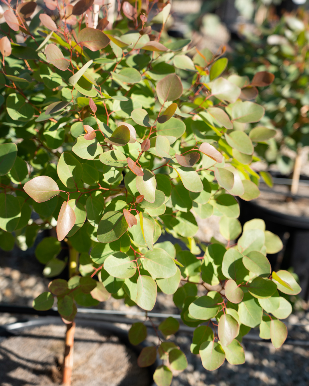 Eucalyptus cladocalyx