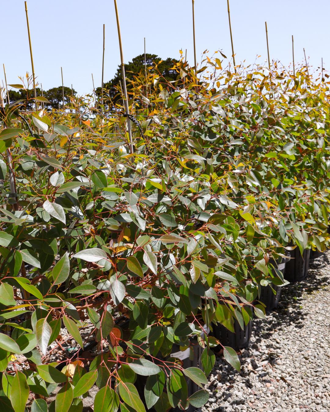Eucalyptus cladocalyx 'Nana' (Dwarf Sugar Gum)