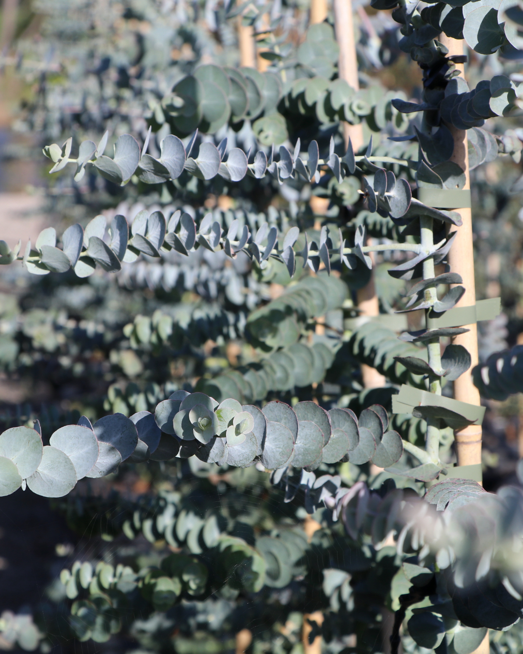 Eucalyptus crenulata