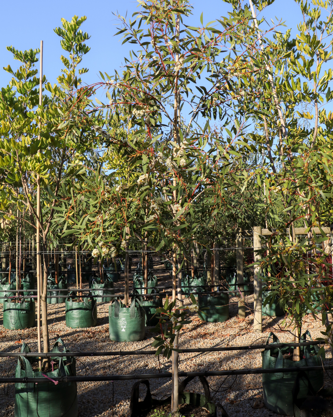 Eucalyptus gregsoniana - Wolgan Snow Gum
