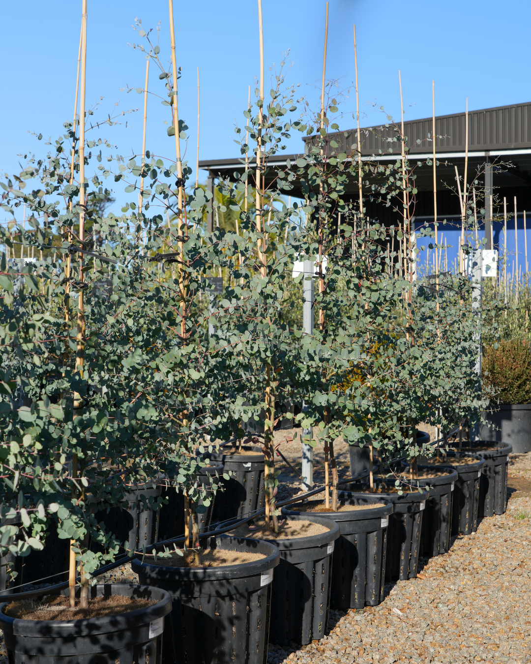 Eucalyptus gunnii