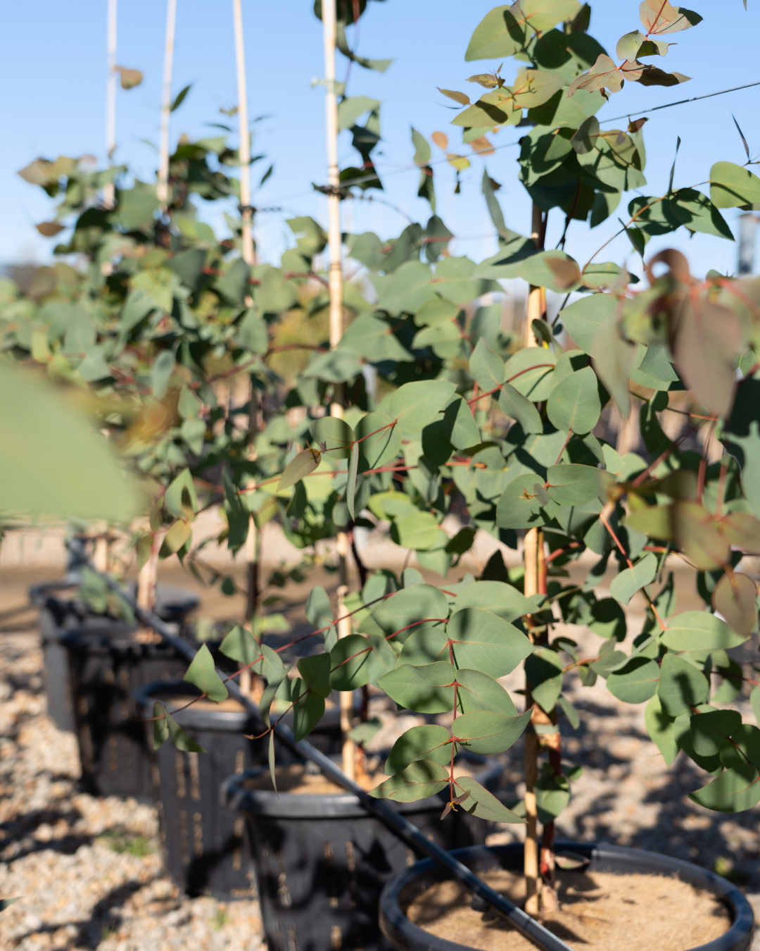 Eucalyptus leucoxylon 'Euky Dwarf'
