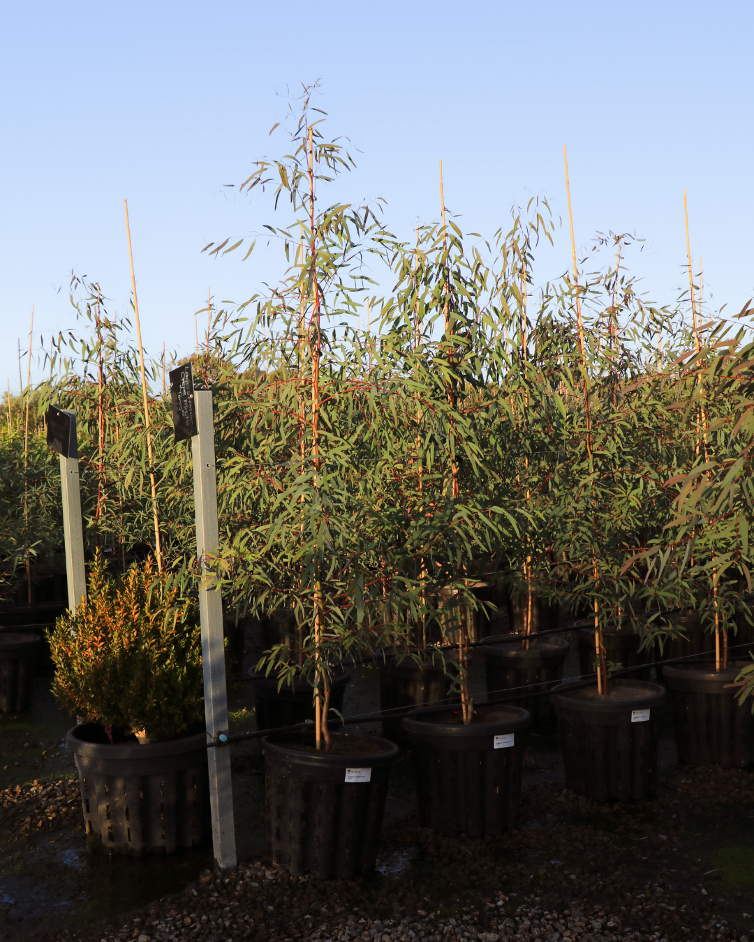 Eucalyptus leucoxylon megalocarpa - Large-fruited Yellow