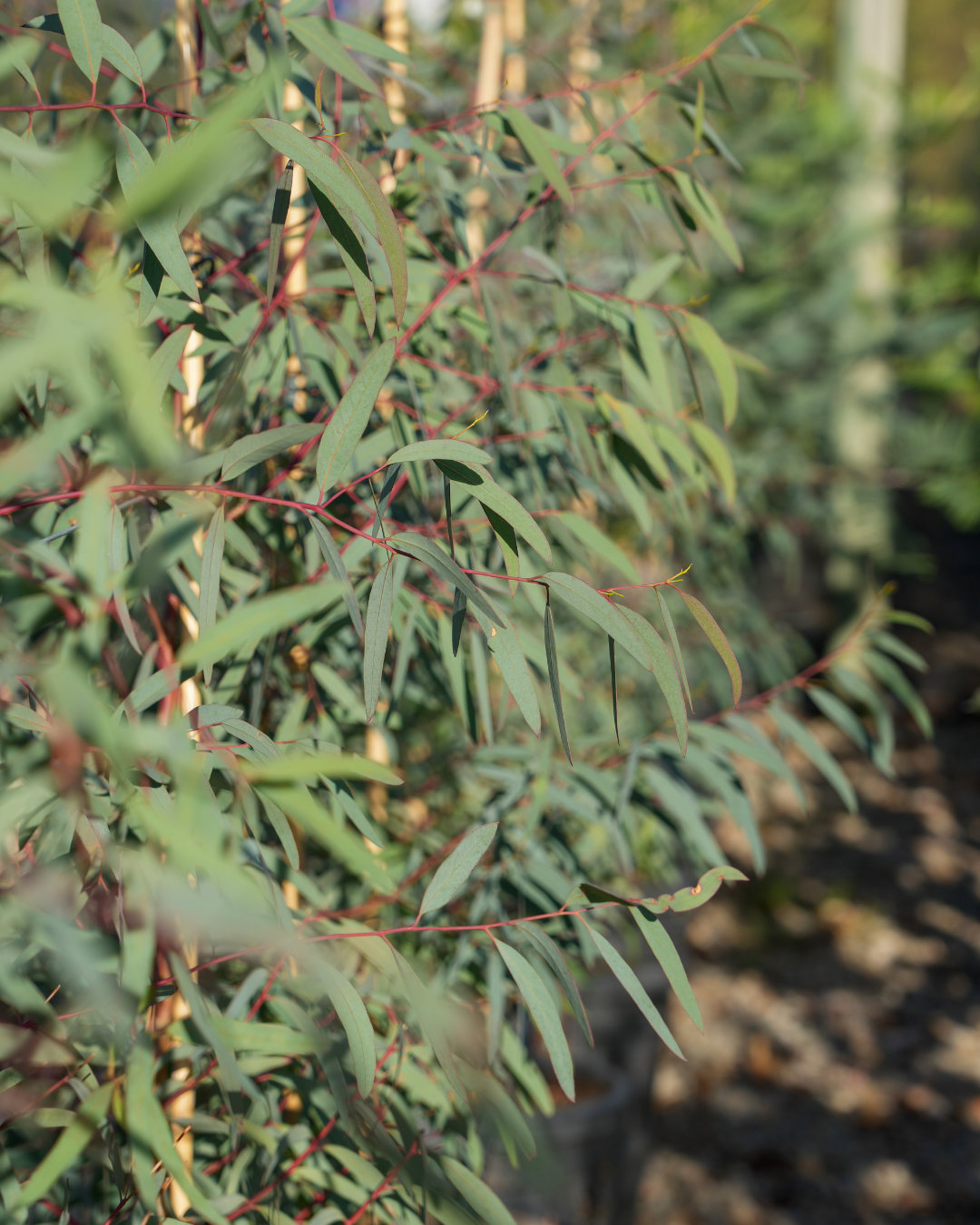 Eucalyptus mannifera- Brittle Gum