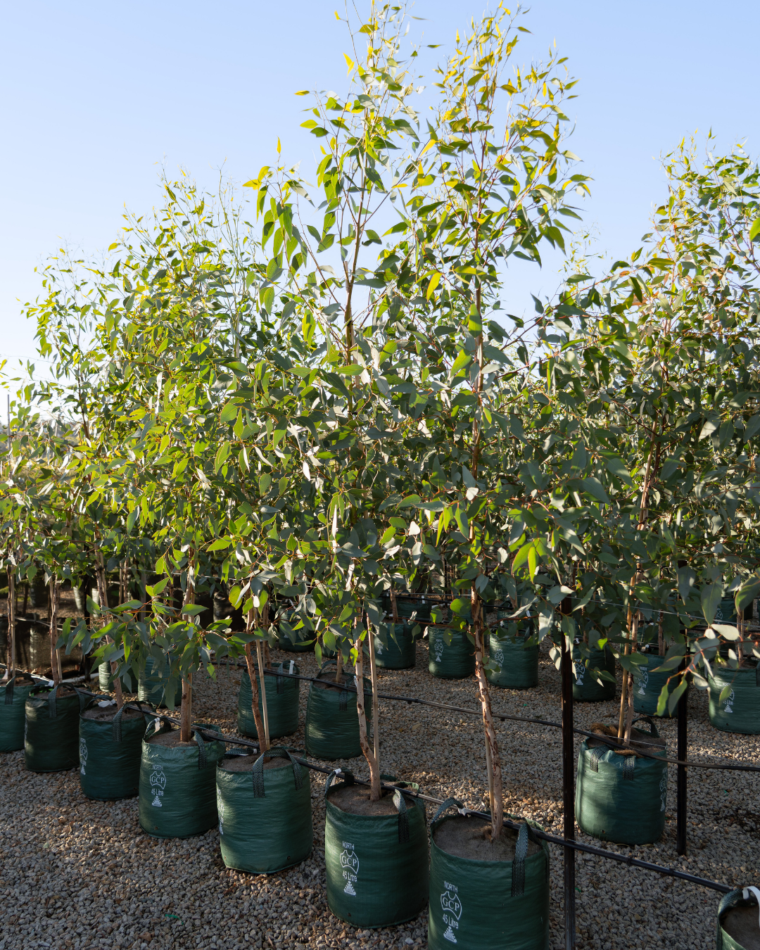 Eucalyptus occidentalis