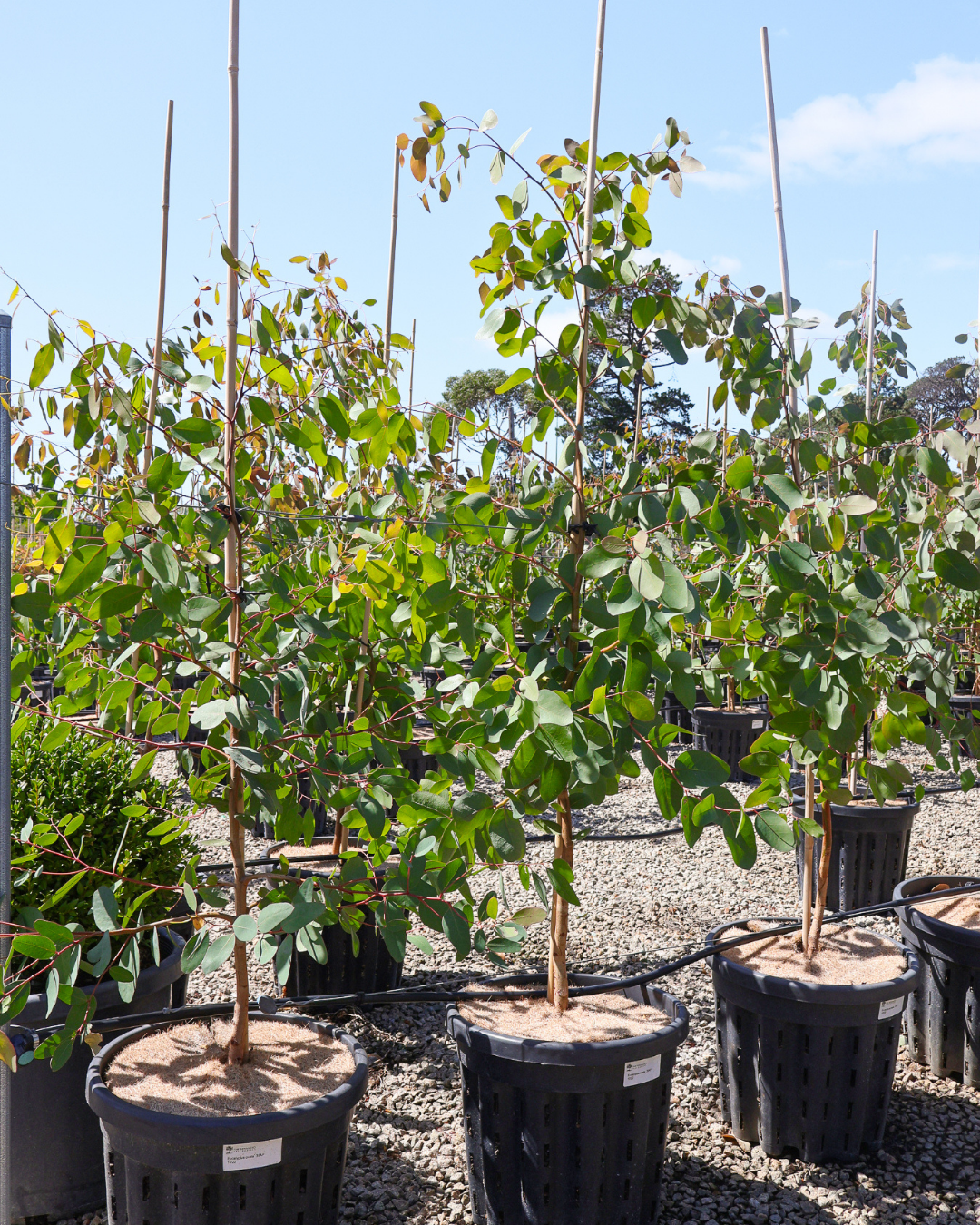 Eucalyptus ovata