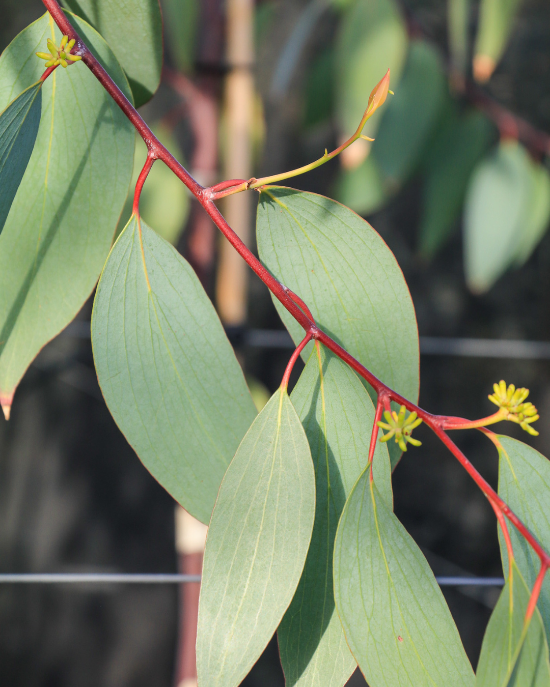Eucalyptus Pauciflora