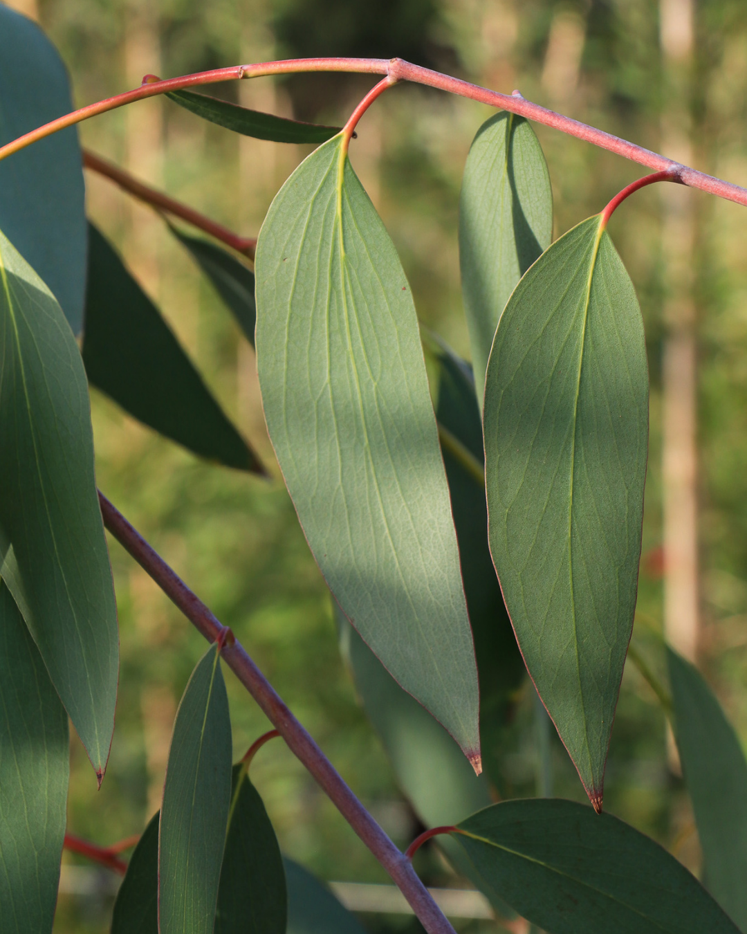 Eucalyptus pauciflora 'Little Snowman'