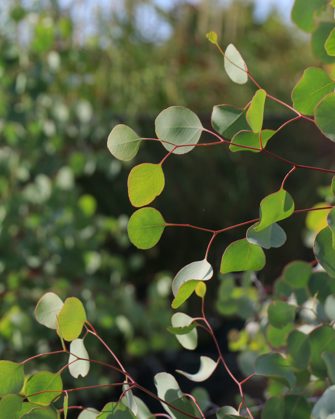 Eucalyptus polyanthemos - Red Box