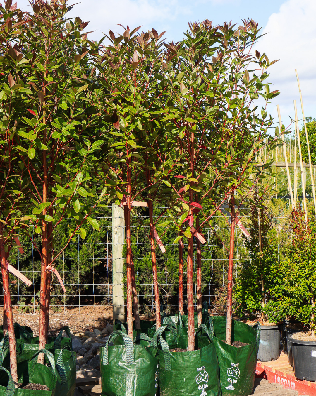 Eucalyptus robusta 'Matong'