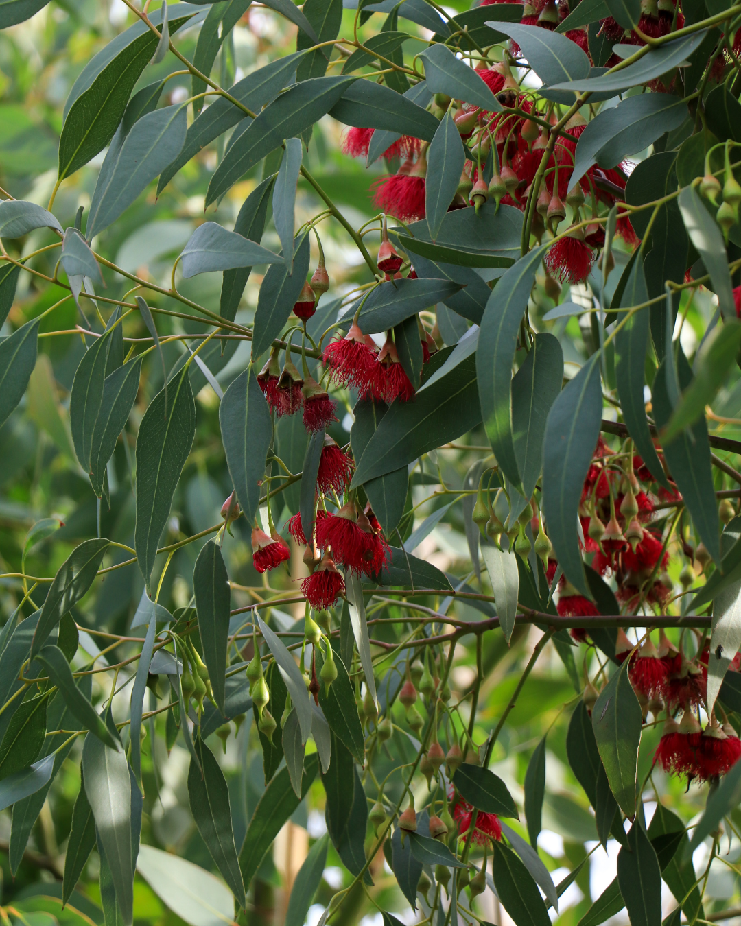 Eucalyptus sideroxylon 'Rosea'