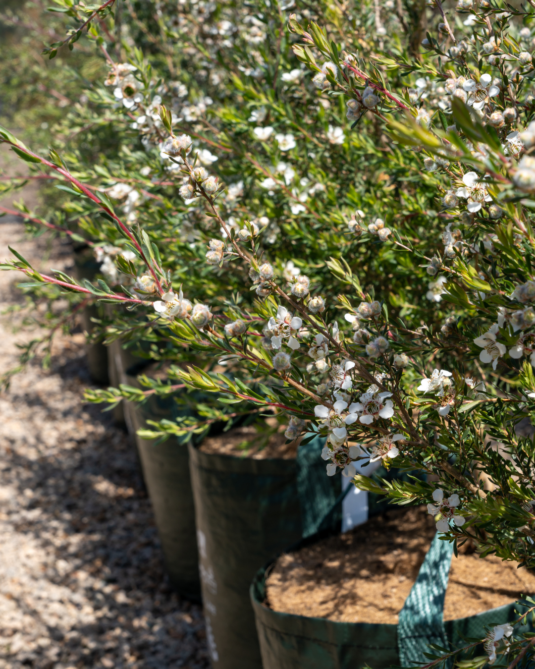 Eucalyptus spathulata – Swamp Mallet