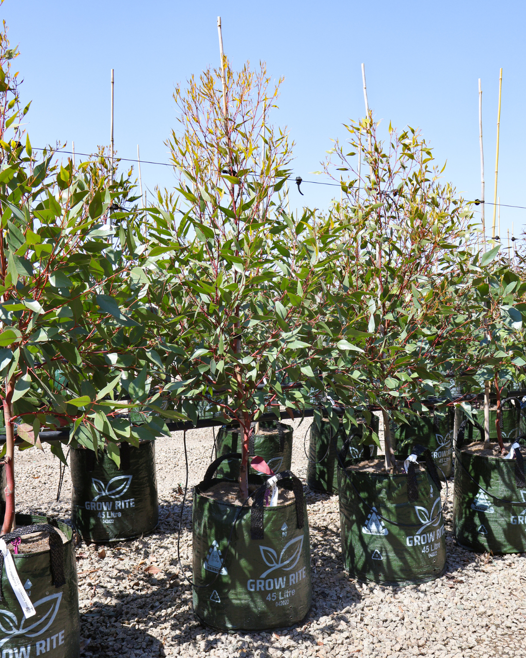Eucalyptus viminalis