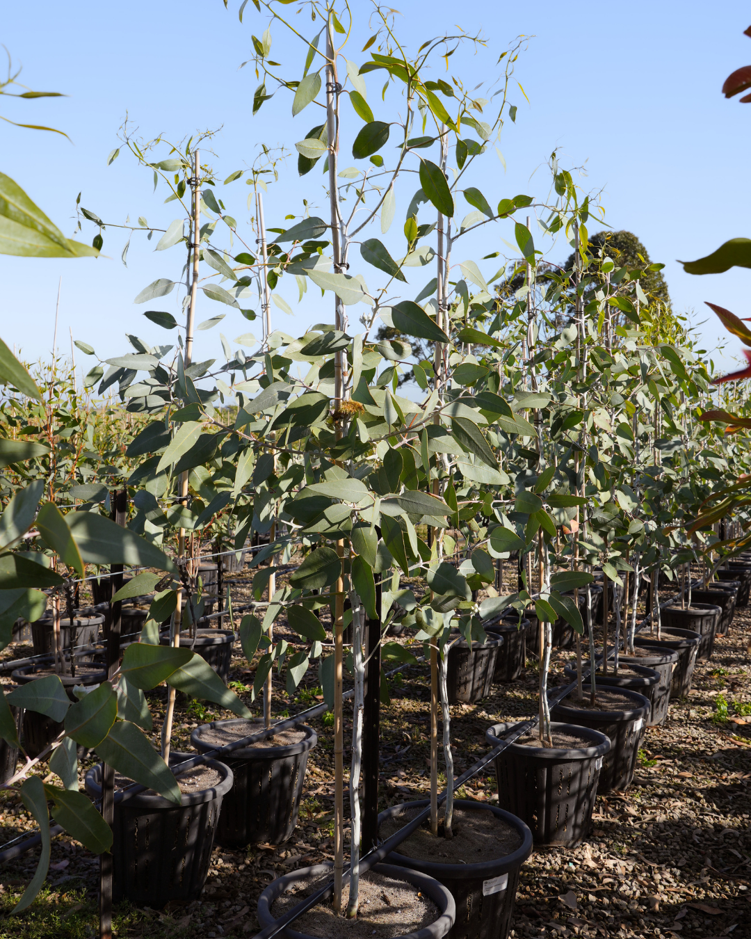 Eucalyptus woodwardii - Lemon Flowered Gum