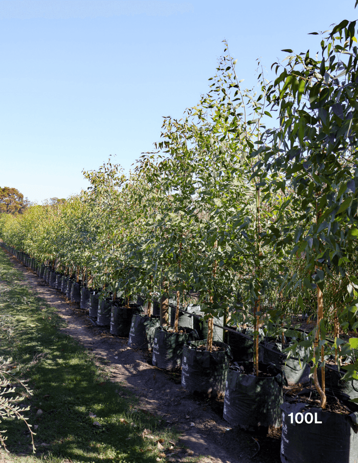 Eucalyptus cladocalyx - Evergreen Trees Direct