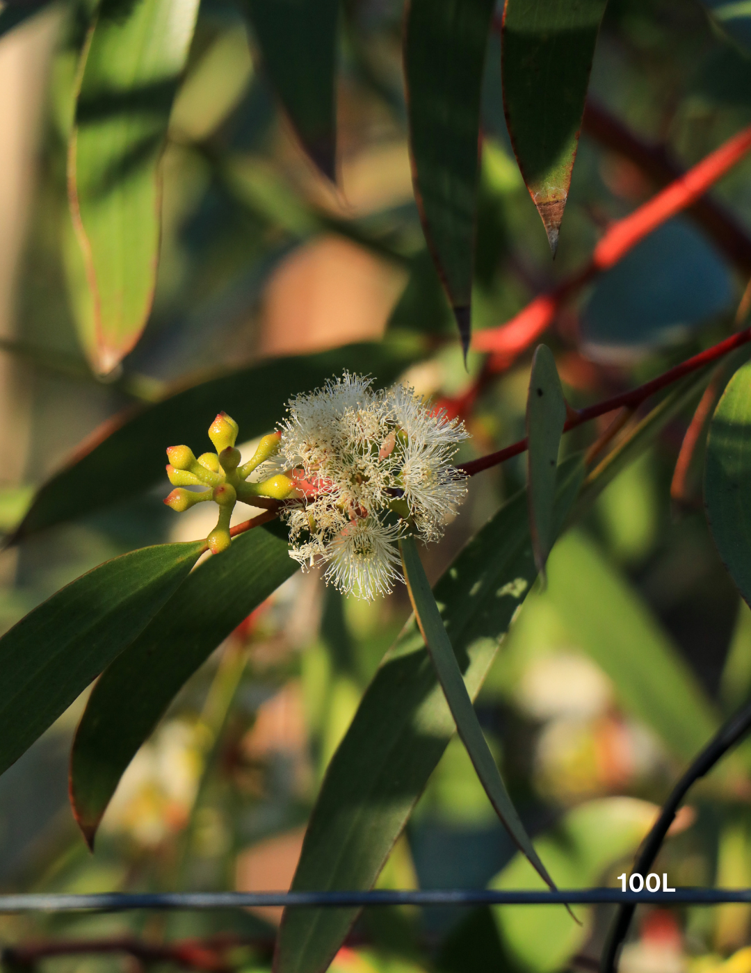 Eucalyptus gregsoniana - Wolgan Snow Gum - Evergreen Trees Direct