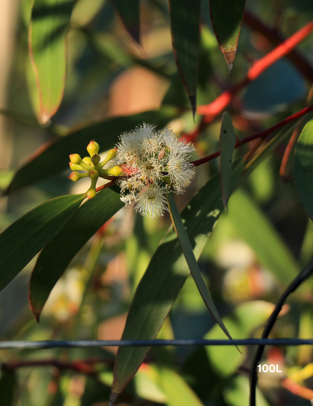 Eucalyptus gregsoniana - Wolgan Snow Gum - Evergreen Trees Direct