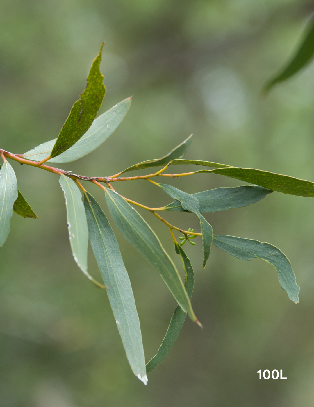 Eucalyptus gregsoniana - Evergreen Trees Direct
