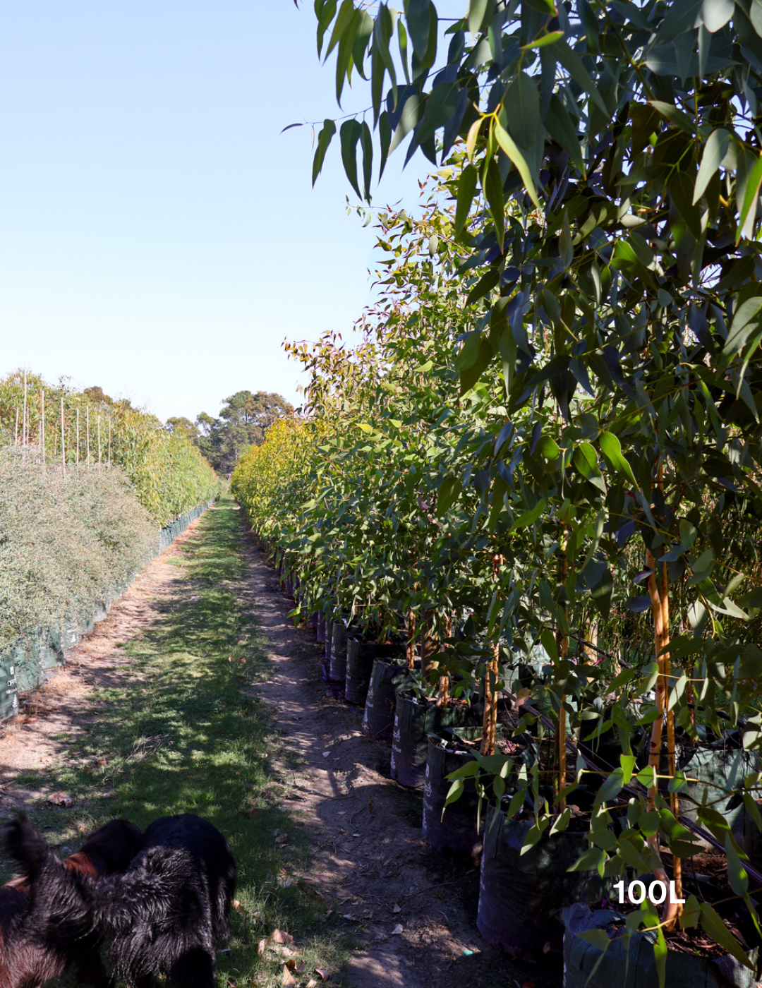 Eucalyptus leucoxylon ssp megalocarpa - Evergreen Trees Direct