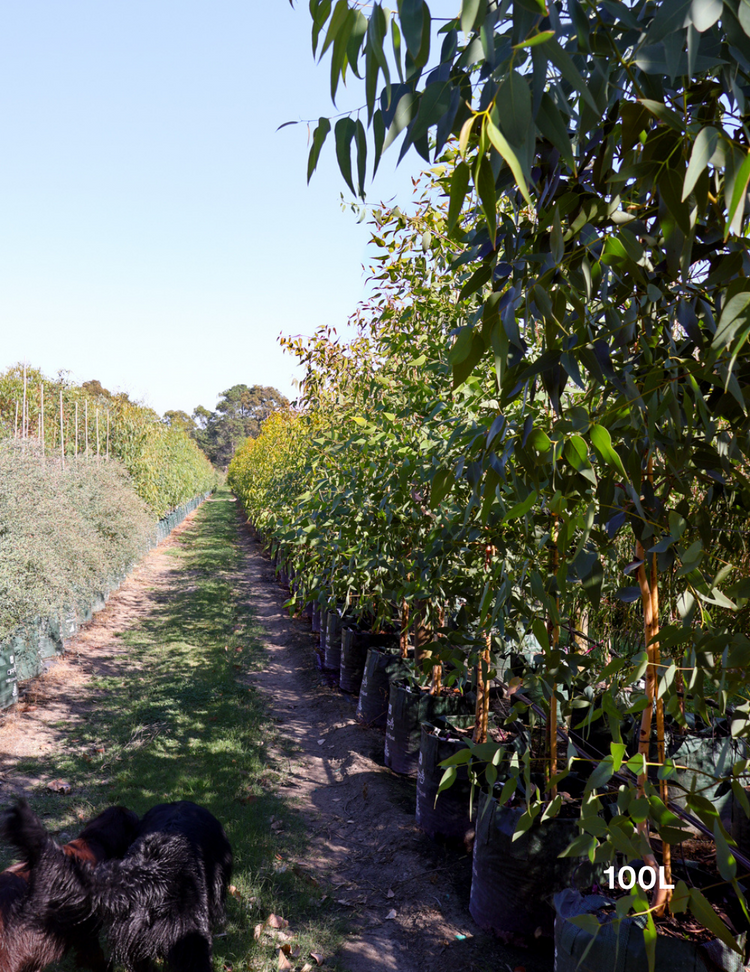 Eucalyptus sideroxylon 'Rosea'