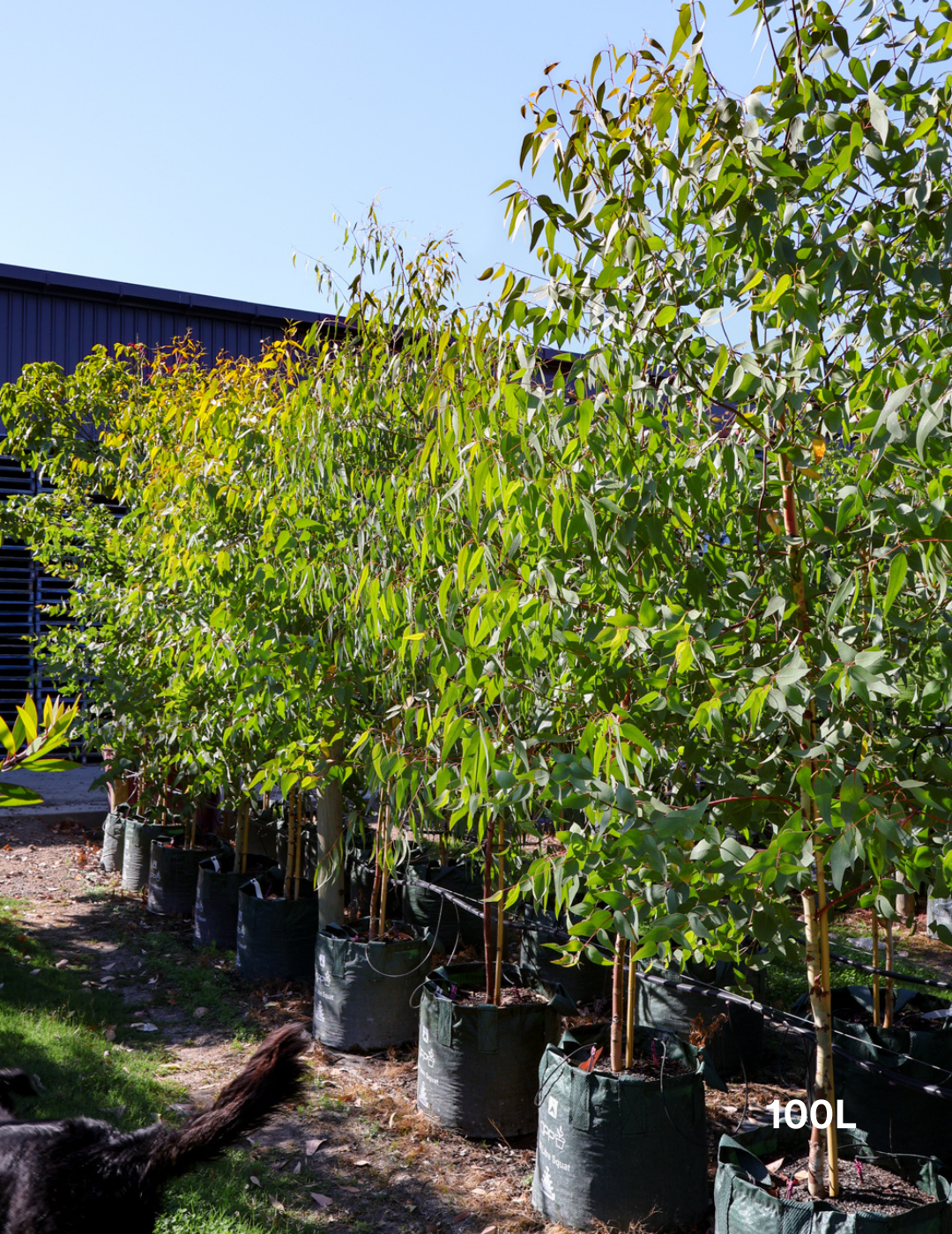 Eucalyptus leucoxylon ssp megalocarpa - Evergreen Trees Direct