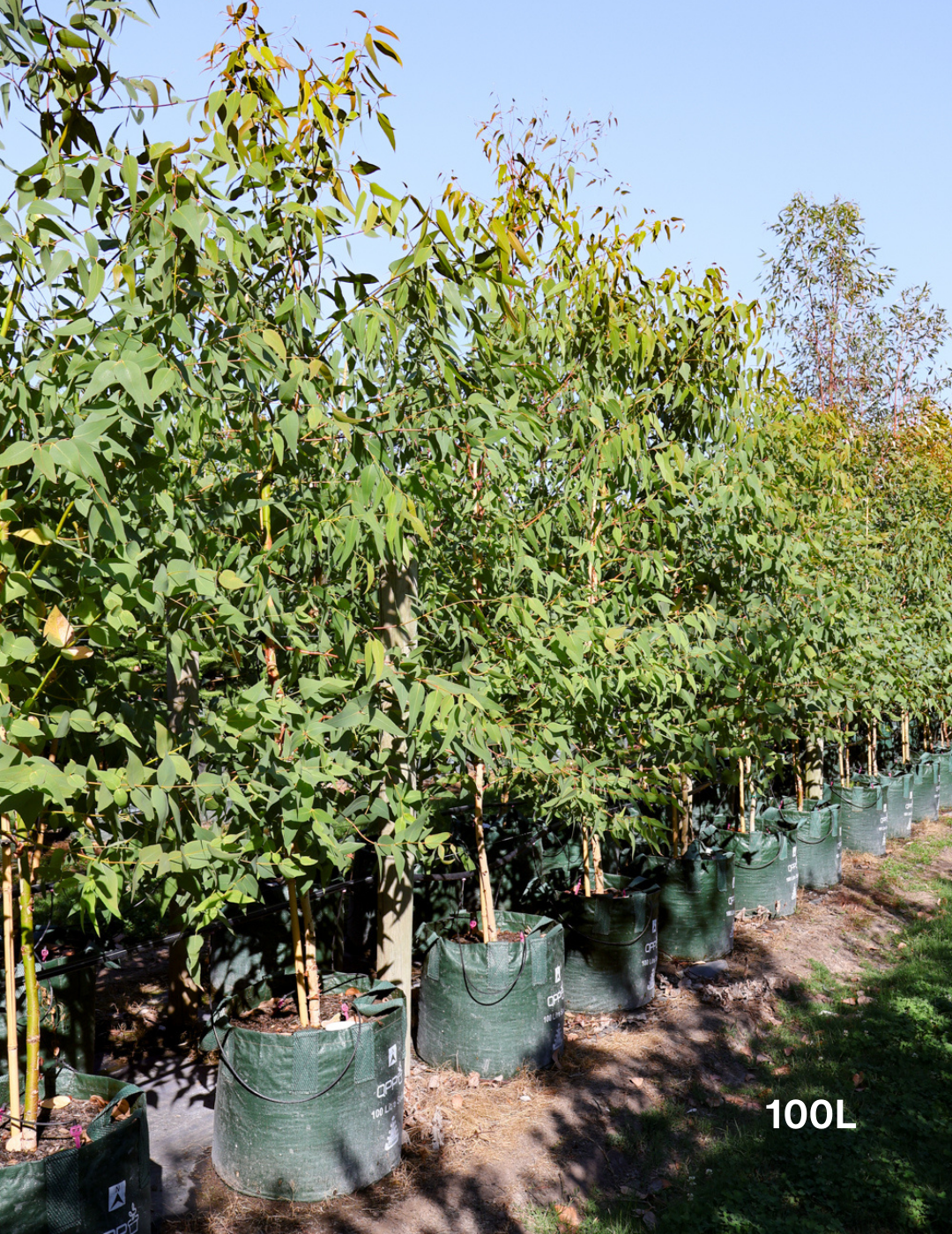 Eucalyptus leucoxylon ssp megalocarpa - Evergreen Trees Direct