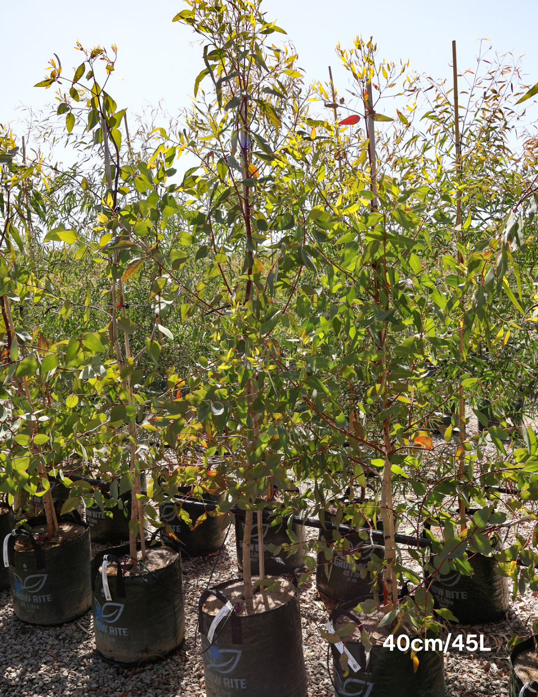 Eucalyptus leucoxylon ssp megalocarpa - Evergreen Trees Direct