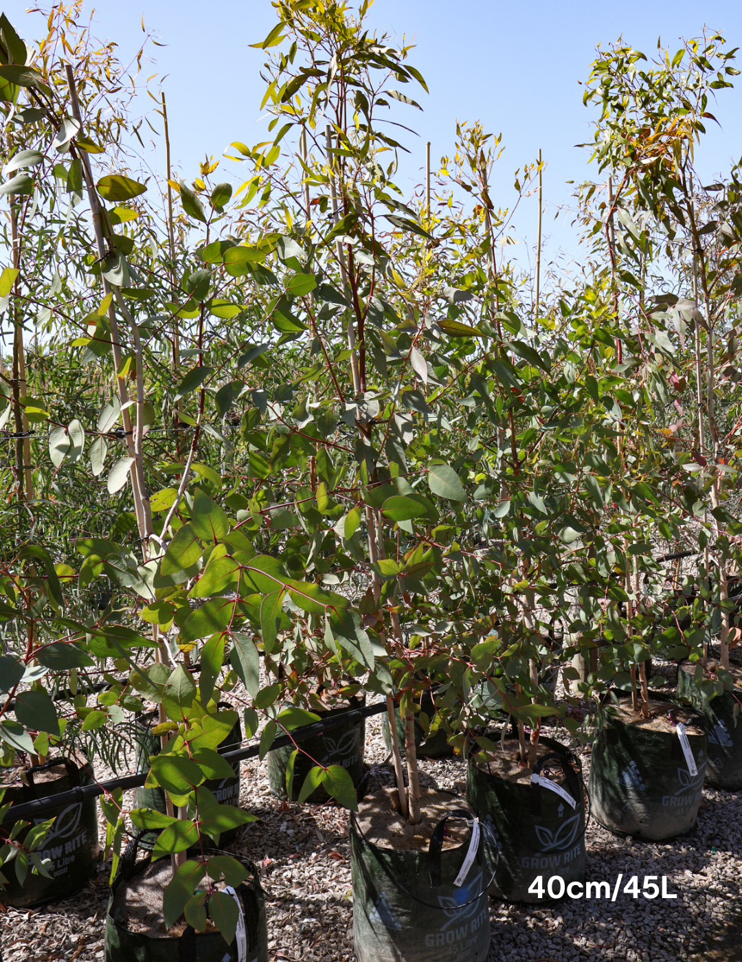 Eucalyptus leucoxylon ssp megalocarpa - Evergreen Trees Direct