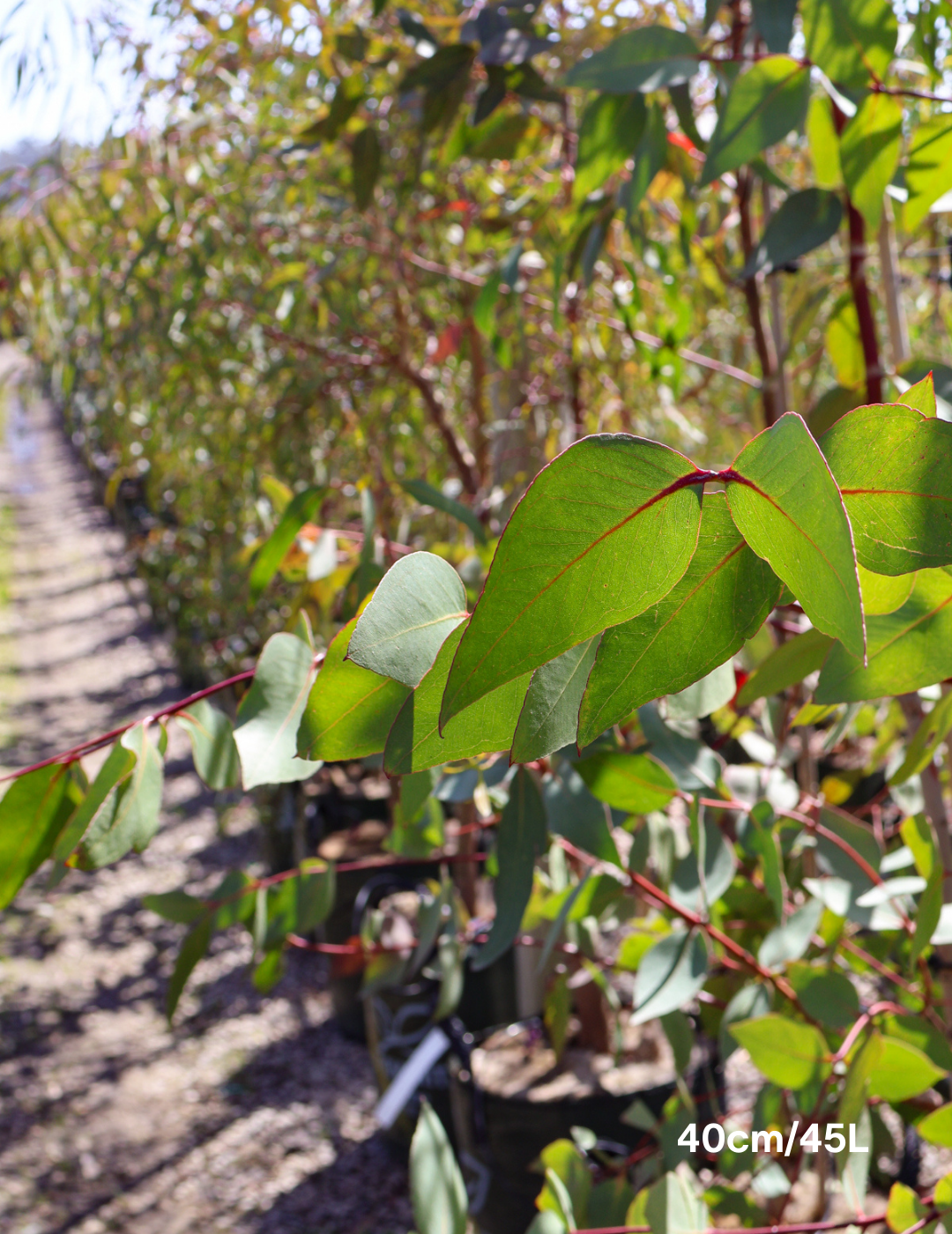 Eucalyptus leucoxylon ssp megalocarpa - Evergreen Trees Direct