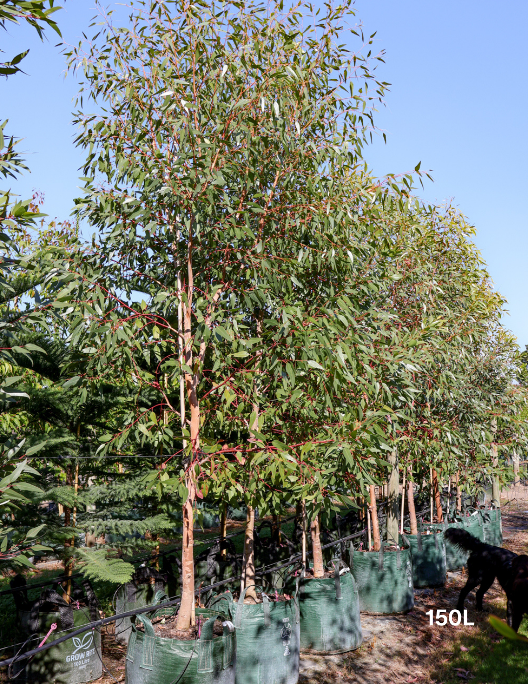 Eucalyptus macrandra - Evergreen Trees Direct