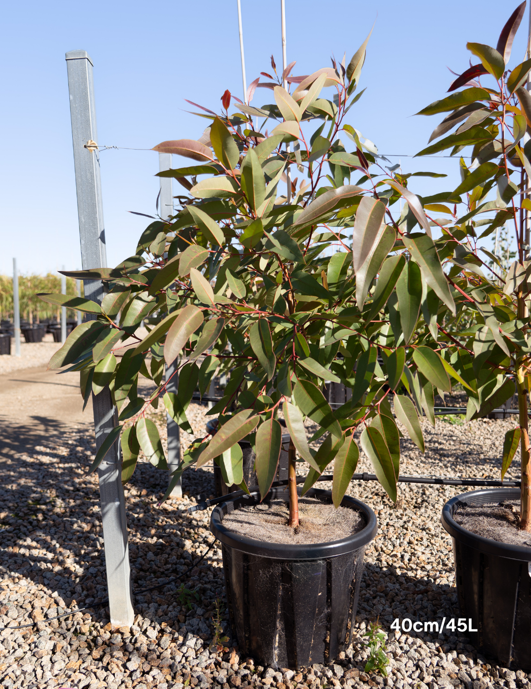 Eucalyptus robusta – Swamp Mahogany - Evergreen Trees Direct
