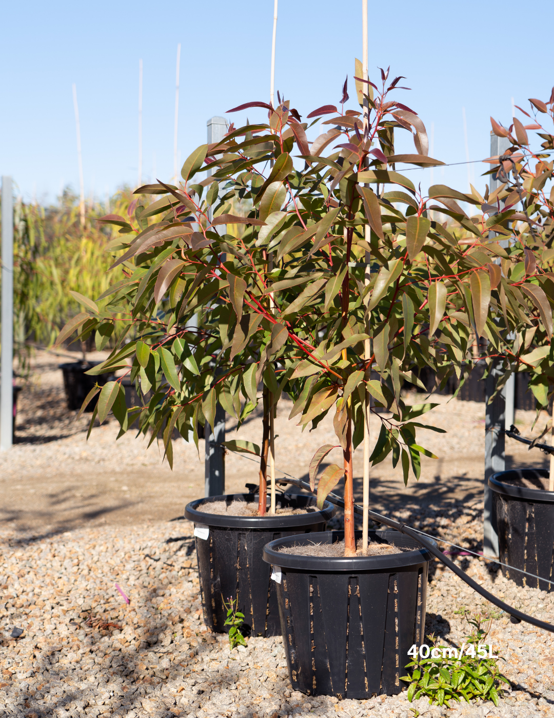 Eucalyptus robusta – Swamp Mahogany - Evergreen Trees Direct