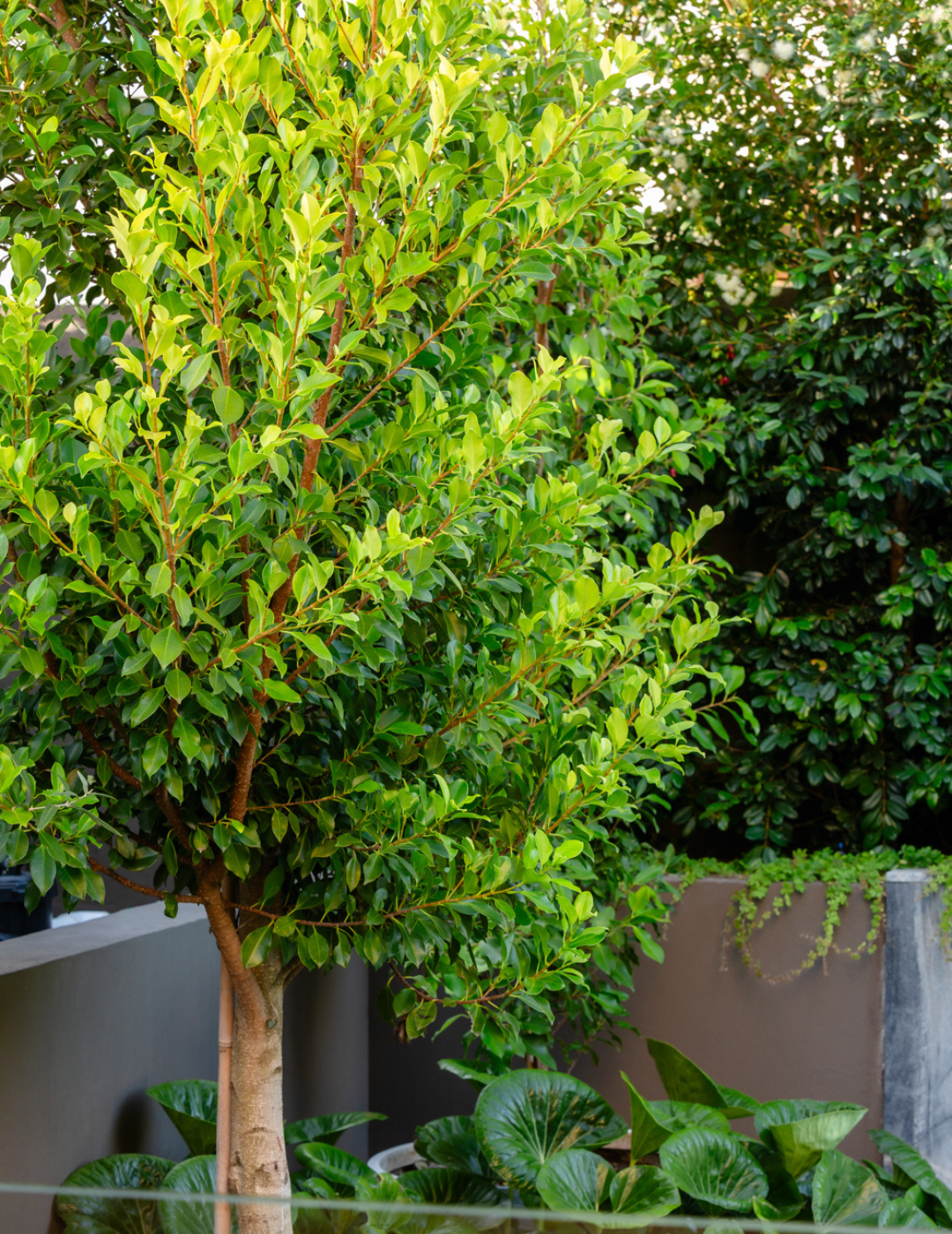 Ficus Hillii Flash
