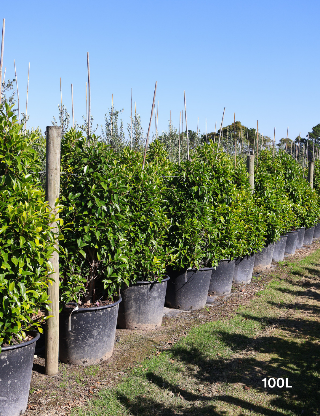 Ficus obliqua 'Figaro' - Evergreen Trees Direct