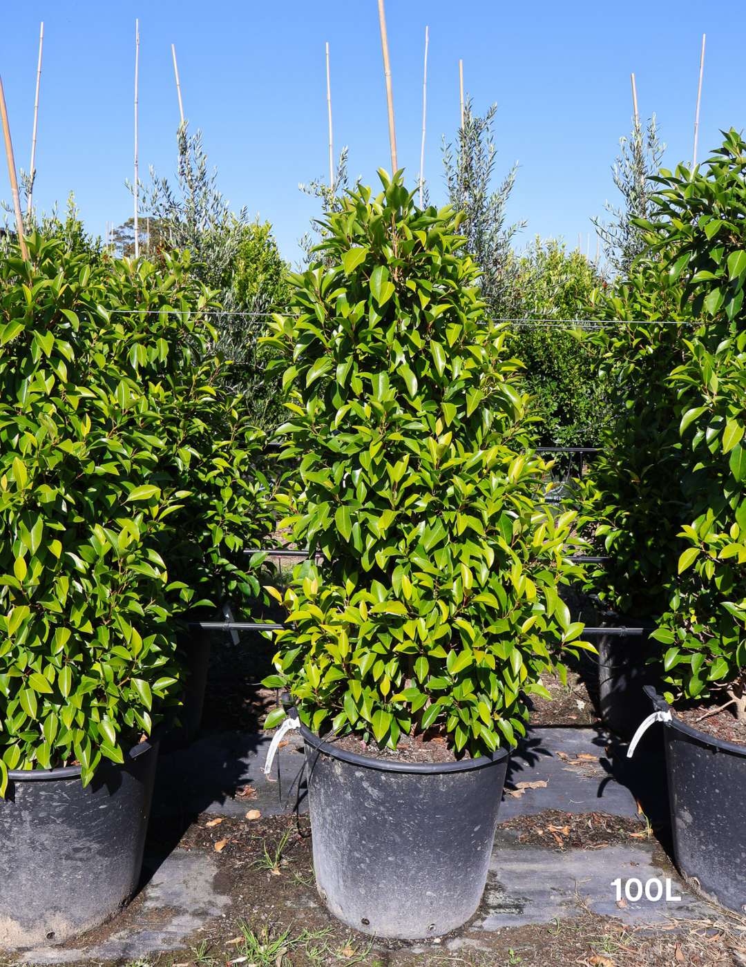 Ficus obliqua 'Figaro' - Evergreen Trees Direct