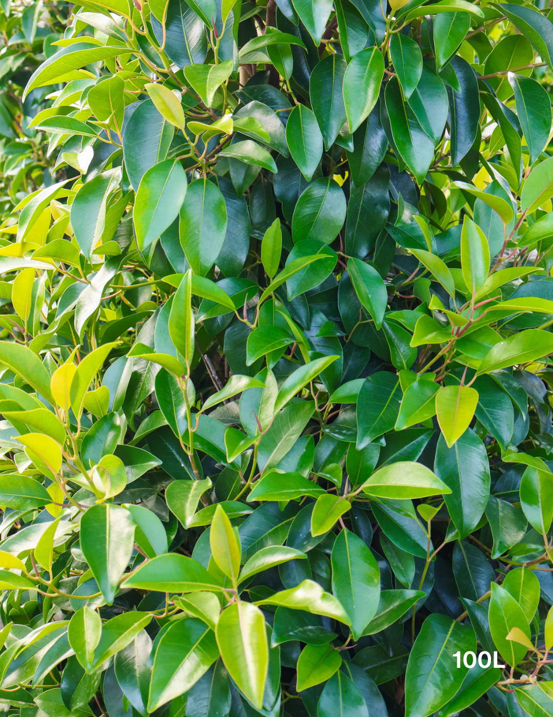 Ficus obliqua 'Figaro' - Evergreen Trees Direct