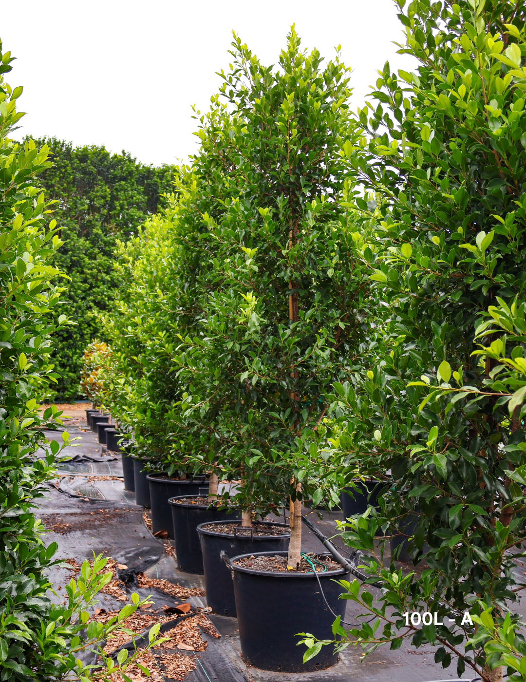 Ficus Hillii Flash - Evergreen Trees Direct