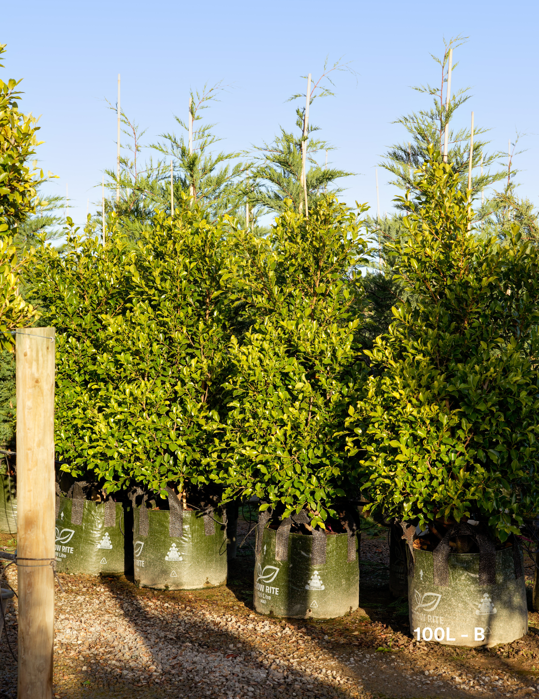 Ficus Hillii Flash - Evergreen Trees Direct